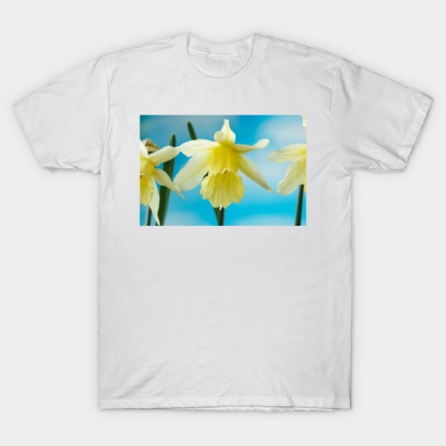 Narcissus  &#39;W.P. Milner&#39;   Division 1  Trumpet  Daffodil T-Shirt by chrisburrows